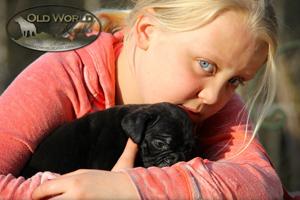cane corso puppies